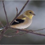 curiosity-6bird-sleep